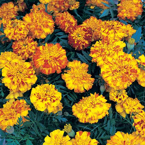 photo of flower to be used as: Bedding / border plant Tagetes patula Zenith Extra Orange & Red