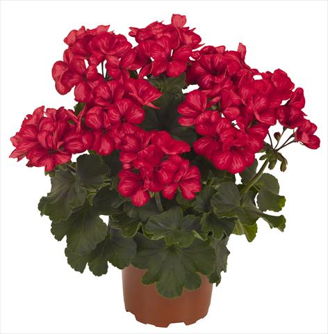 photo of flower to be used as: Patio, pot Pelargonium interspecifico RED FOX Sarita Sunstar Red