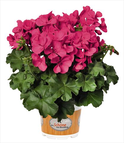 photo of flower to be used as: Patio, pot Pelargonium interspecifico RED FOX Schöne von Rheinberg Hot Pink