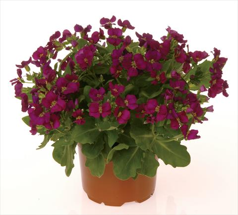 photo of flower to be used as: Bedding / border plant Arabis caucasica Lotti Deep Rose