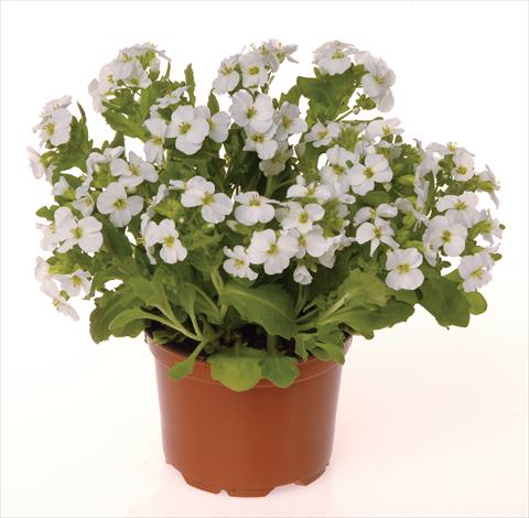 photo of flower to be used as: Bedding / border plant Arabis caucasica Lotti White