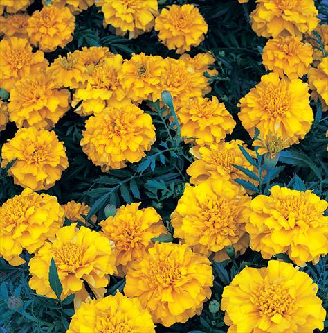 photo of flower to be used as: Bedding / border plant Tagetes patula Zenith Extra Orange