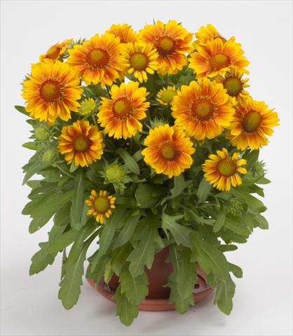 photo of flower to be used as: Bedding / border plant Gaillardia Mesa Peach