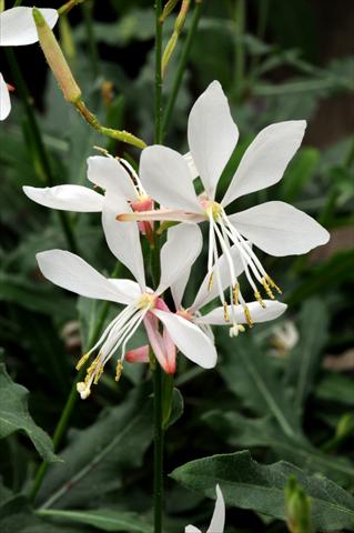 photo of flower to be used as: Bedding / border plant Gaura lindheimeri Sparkle White