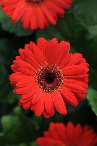 photo of flower to be used as: Pot Gerbera jamesonii Midi Revolution Scarlet with Dark Eye