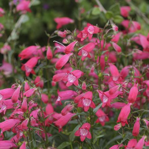 photo of flower to be used as: Pot and bedding Penstemon x mexicali Carillo Red
