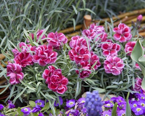 photo of flower to be used as: Basket / Pot Dianthus Diantica® Burgundy