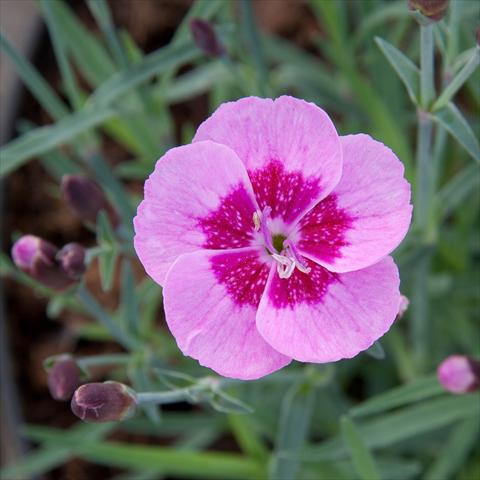 photo of flower to be used as: Basket / Pot Dianthus Diantica® Pink+Eye