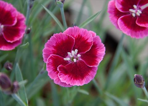photo of flower to be used as: Basket / Pot Dianthus Diantica® Raspberry Cream