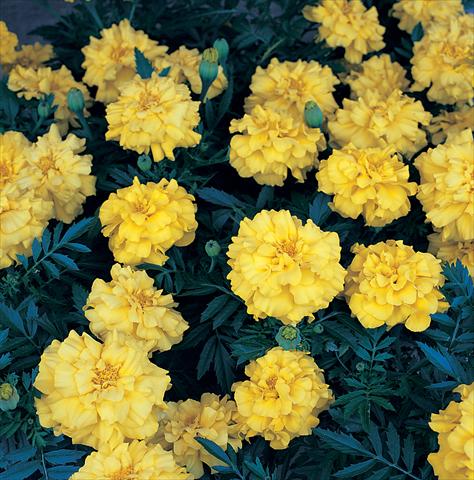 photo of flower to be used as: Bedding / border plant Tagetes patula Zenith Lemon Yellow