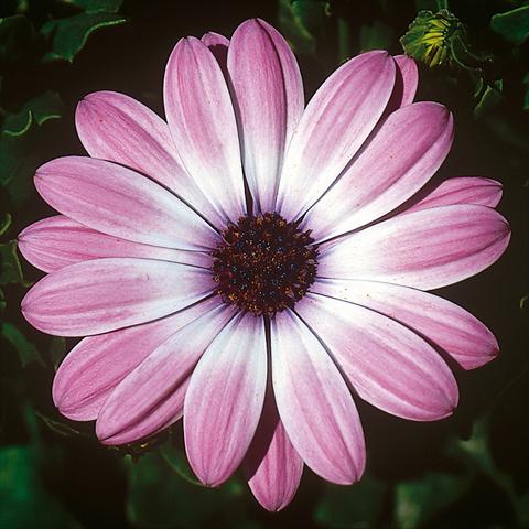 photo of flower to be used as: Pot and bedding Osteospermum FlowerPower® Compact Light Pink