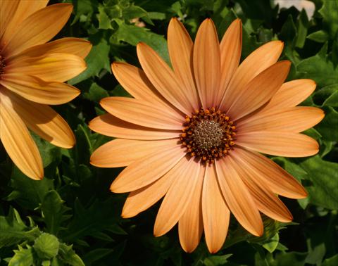 photo of flower to be used as: Pot and bedding Osteospermum FlowerPower® Compact Orange Bronze