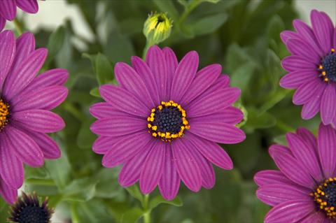 photo of flower to be used as: Pot and bedding Osteospermum FlowerPower® Compact Silver Purple