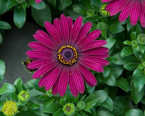 photo of flower to be used as: Pot and bedding Osteospermum FlowerPower® Dark Purple