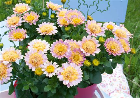 photo of flower to be used as: Pot and bedding Osteospermum FlowerPower® Double Pink+Yellow