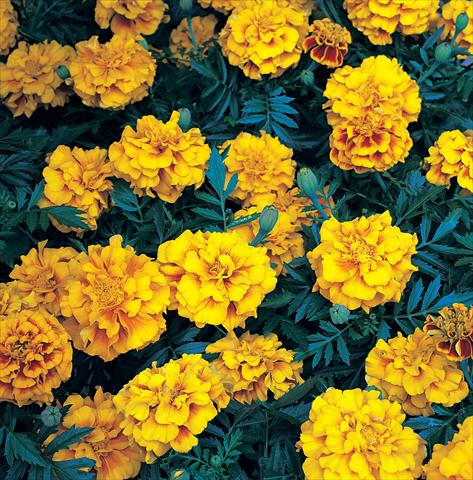 photo of flower to be used as: Bedding / border plant Tagetes patula Zenith Red & Gold