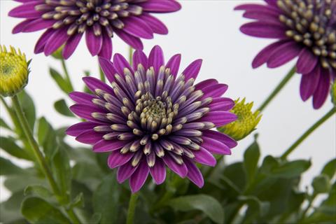 photo of flower to be used as: Pot and bedding Osteospermum FlowerPower® Double Purple Explosion