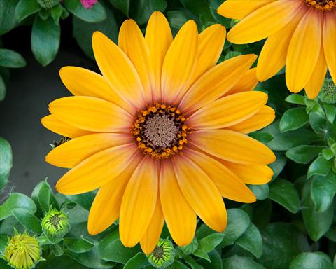 photo of flower to be used as: Pot and bedding Osteospermum FlowerPower® Magic Orange