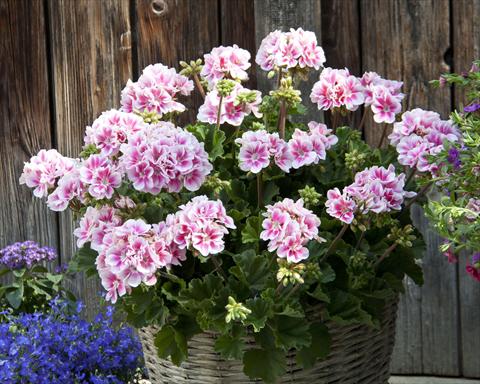 photo of flower to be used as: Pot, bedding, patio Pelargonium zonale Moonlight® Katy13