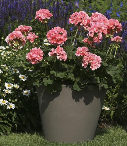 photo of flower to be used as: Pot, bedding, patio Pelargonium zonale Moonlight® Michelle