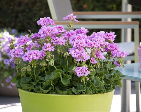 photo of flower to be used as: Pot, bedding, patio Pelargonium zonale Sunrise® Katinka13