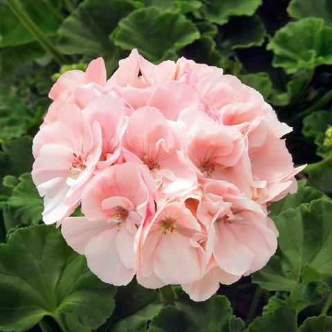 photo of flower to be used as: Pot, bedding, patio Pelargonium zonale Sunrise® XL Appleblossom