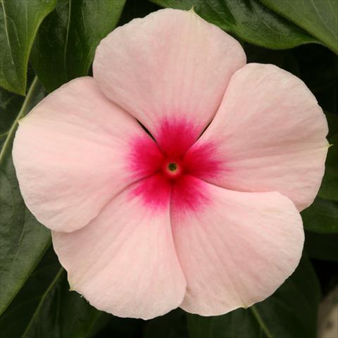 photo of flower to be used as: Pot, bedding, patio Catharanthus roseus - Vinca Vitesse Apricot