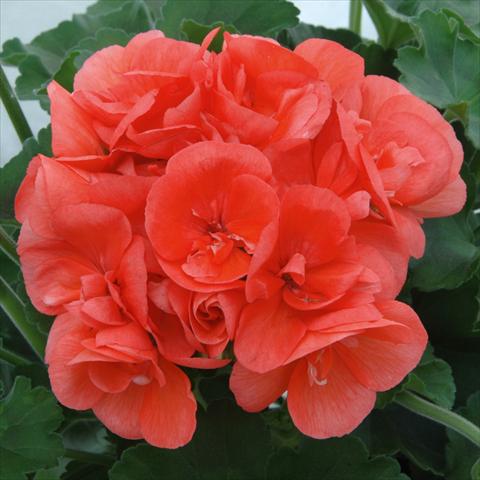 photo of flower to be used as: Pot, bedding, patio Pelargonium zonale Sunrise® XL Demira