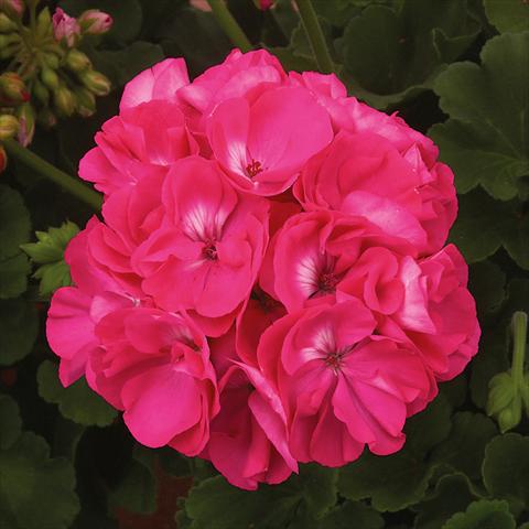 photo of flower to be used as: Pot, bedding, patio Pelargonium zonale Sunrise® XL Elaine
