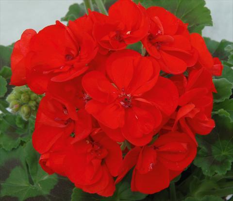 photo of flower to be used as: Pot, bedding, patio Pelargonium zonale Sunrise® XL Elara