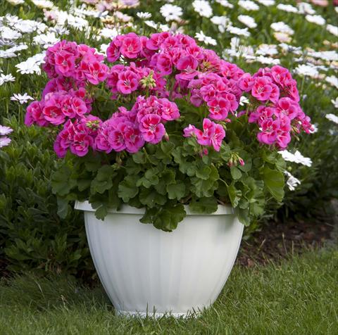 photo of flower to be used as: Pot, bedding, patio Pelargonium zonale Sunrise® XL Ganymed13