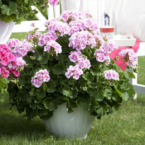 photo of flower to be used as: Pot, bedding, patio Pelargonium zonale Sunrise® XL Kristiana