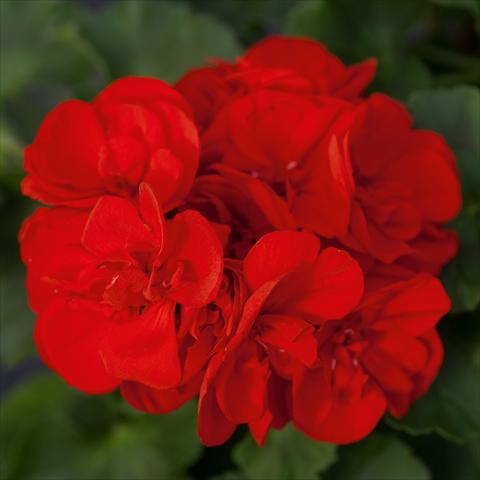 photo of flower to be used as: Pot, bedding, patio Pelargonium zonale Sunrise® XL Leon