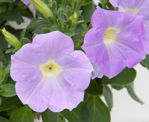 photo of flower to be used as: Pot, bedding, patio, basket Petunia Bonnie Light Blue