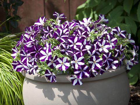 photo of flower to be used as: Pot, bedding, patio, basket Petunia Bonnie Purple Star