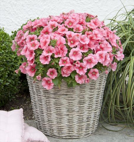 photo of flower to be used as: Pot, bedding, patio, basket Petunia Bonnie Salmon Red Vein