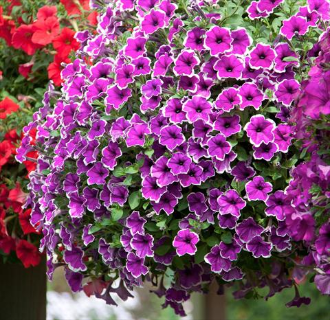 photo of flower to be used as: Pot, bedding, patio, basket Petunia Deluxe Lilac Picotee