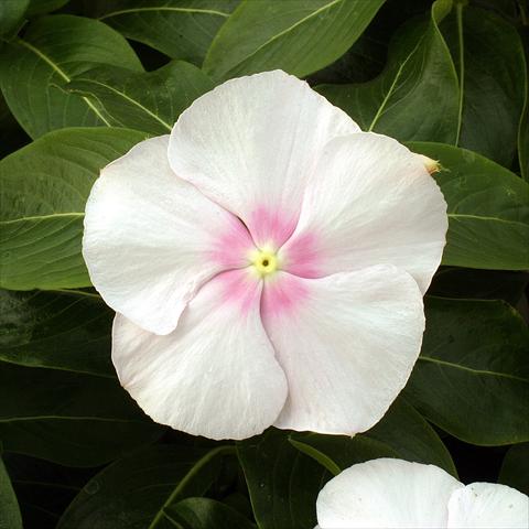 photo of flower to be used as: Pot, bedding, patio Catharanthus roseus - Vinca Vitesse Blush