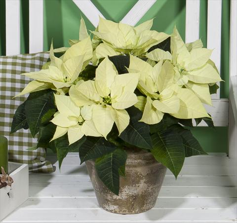 photo of flower to be used as: Pot Poinsettia - Euphorbia pulcherrima Christmas Beauty Lime