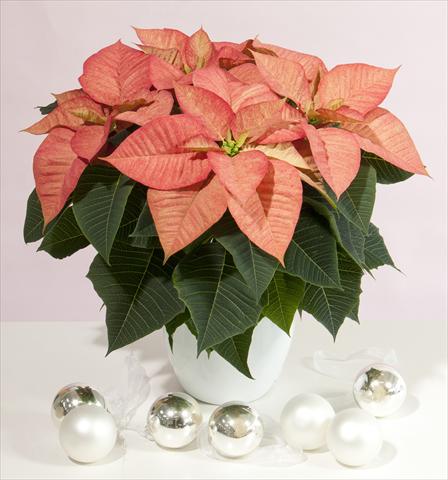 photo of flower to be used as: Pot Poinsettia - Euphorbia pulcherrima Christmas Beauty Queen