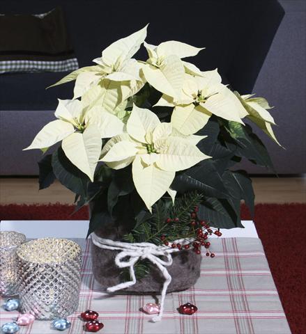 photo of flower to be used as: Pot Poinsettia - Euphorbia pulcherrima Christmas Feelings® Pearl