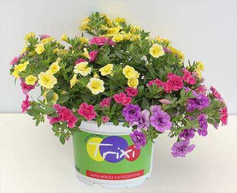 photo of flower to be used as: Pot, bedding, patio 3 Combo Trixi® MiniFamous® Double Early Petticoat13