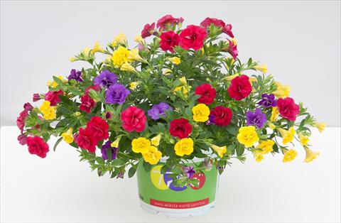 photo of flower to be used as: Pot, bedding, patio 3 Combo Trixi® MiniFamous® Double Hot Petticoat