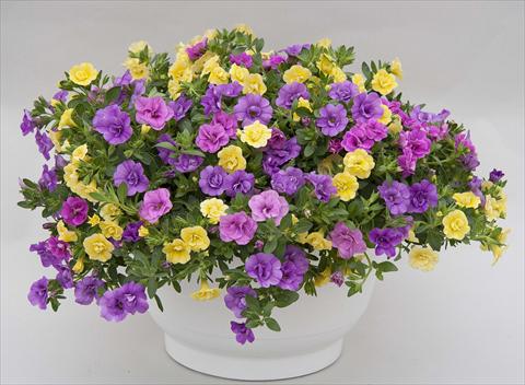 photo of flower to be used as: Pot, bedding, patio 3 Combo Trixi® MiniFamous® Double Petticoat