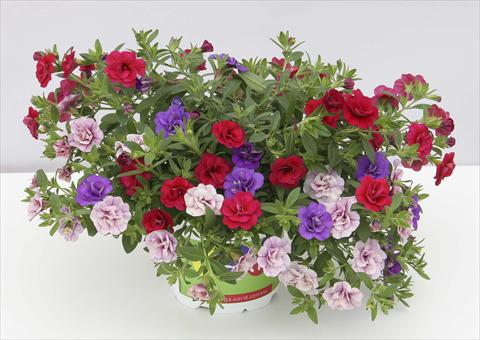 photo of flower to be used as: Pot, bedding, patio 3 Combo Trixi® MiniFamous® Double Sweet Petticoat