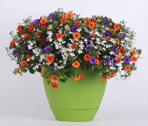photo of flower to be used as: Pot, bedding, patio 3 Combo Trixi® Spring Valley