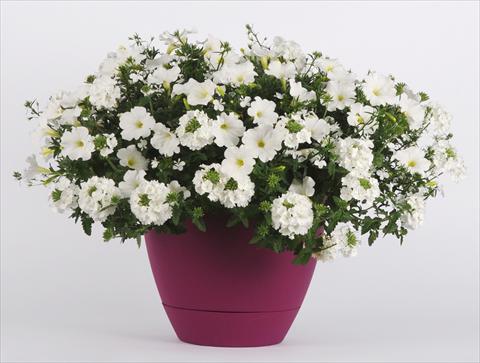 photo of flower to be used as: Pot, bedding, patio 3 Combo Trixi® White Pearl