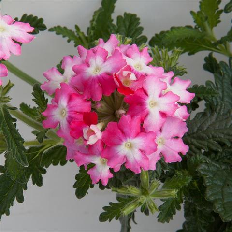 photo of flower to be used as: Pot, patio, basket Verbena Bebop Dark Pink