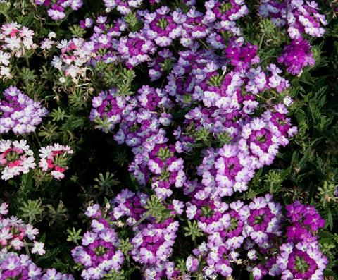 photo of flower to be used as: Pot, patio, basket Verbena Bebop Dark Violet