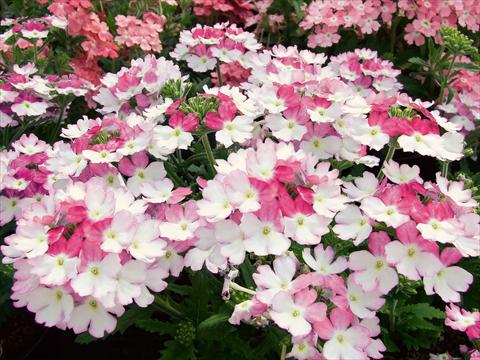 photo of flower to be used as: Pot, patio, basket Verbena Bebop Pink